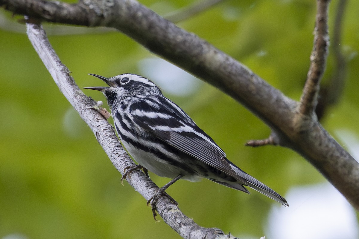 Black-and-white Warbler - ML619852666