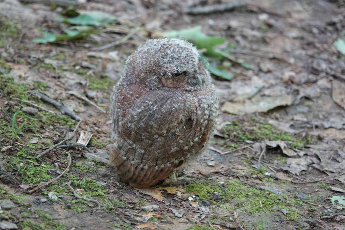 Petit-duc maculé - ML619852681