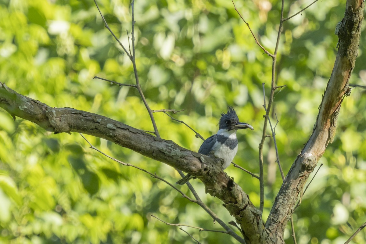 Belted Kingfisher - ML619852692