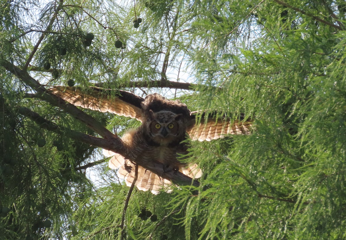 Great Horned Owl - ML619852693
