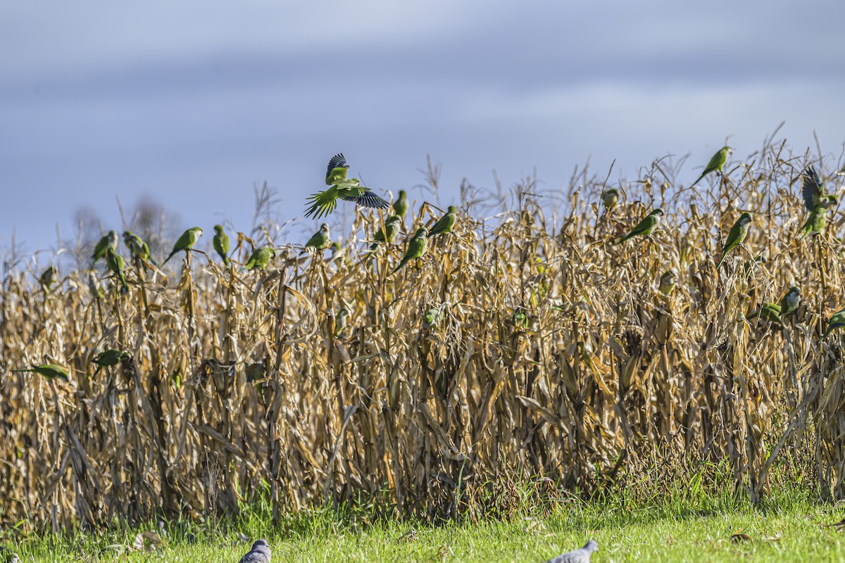 Monk Parakeet - ML619852695