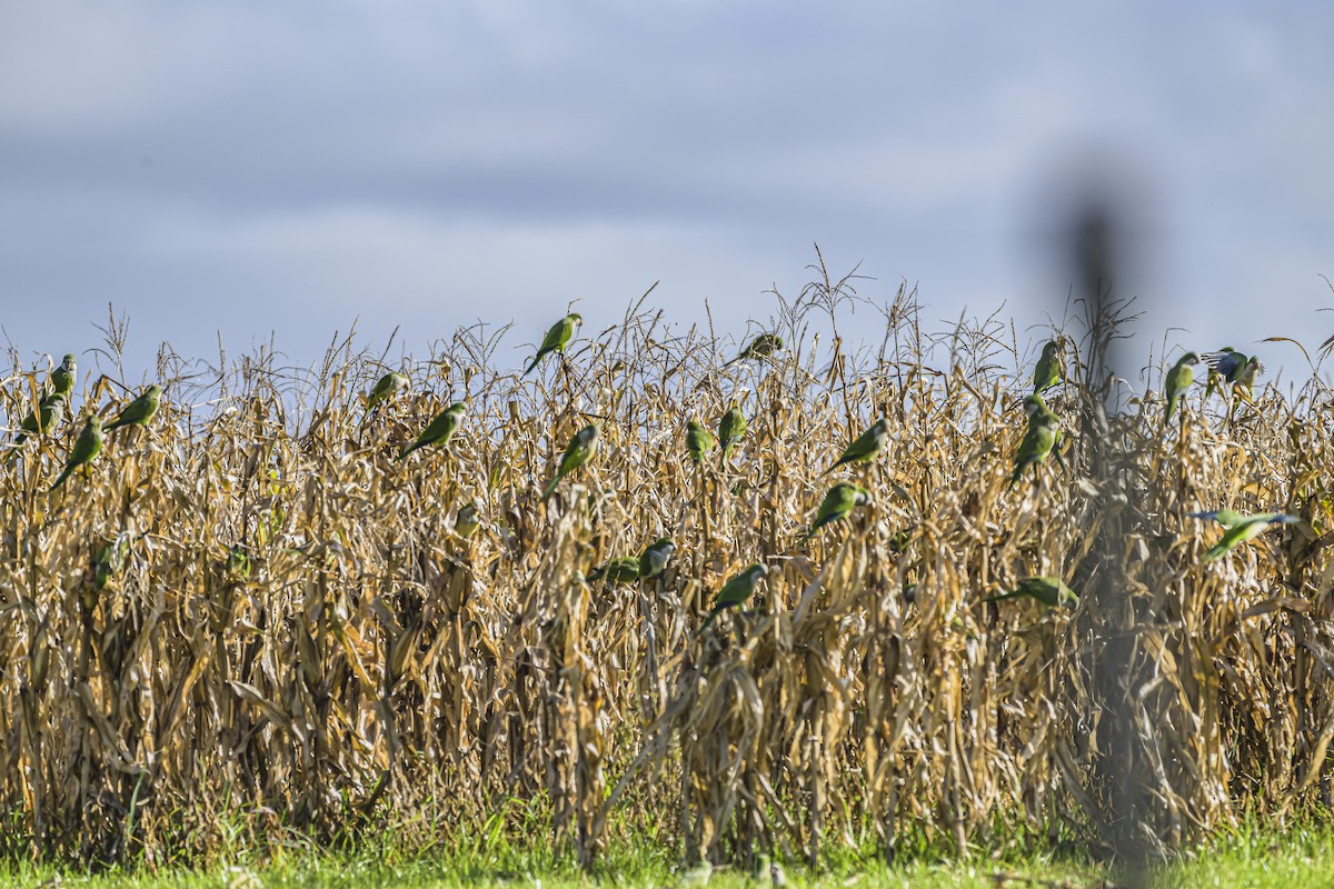 Monk Parakeet - ML619852697