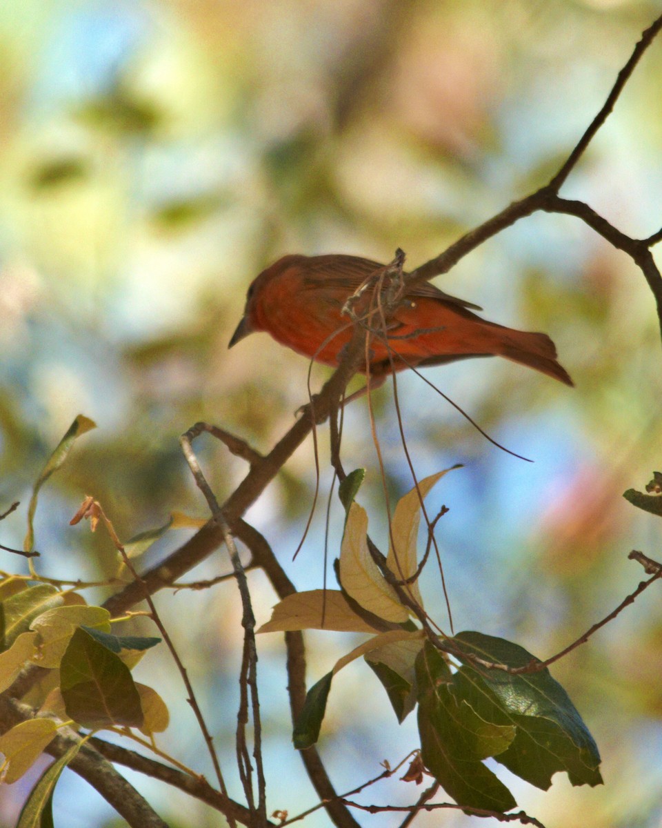 Piranga orangé - ML619852703