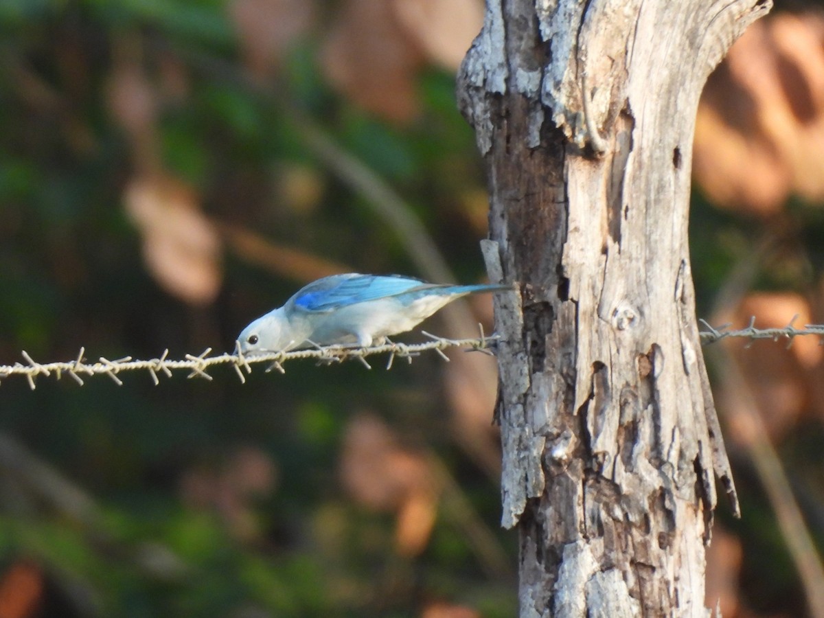 Blue-gray Tanager - ML619852706