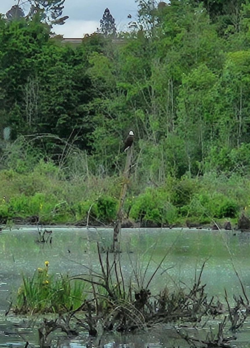 Bald Eagle - ML619852765