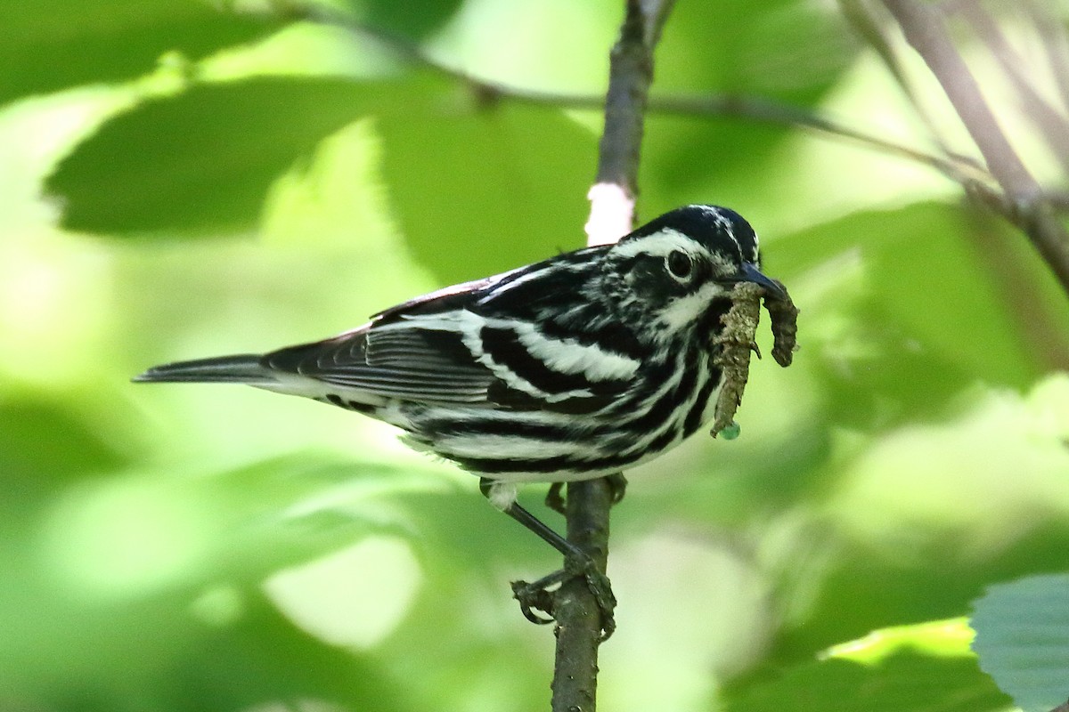Black-and-white Warbler - ML619852767