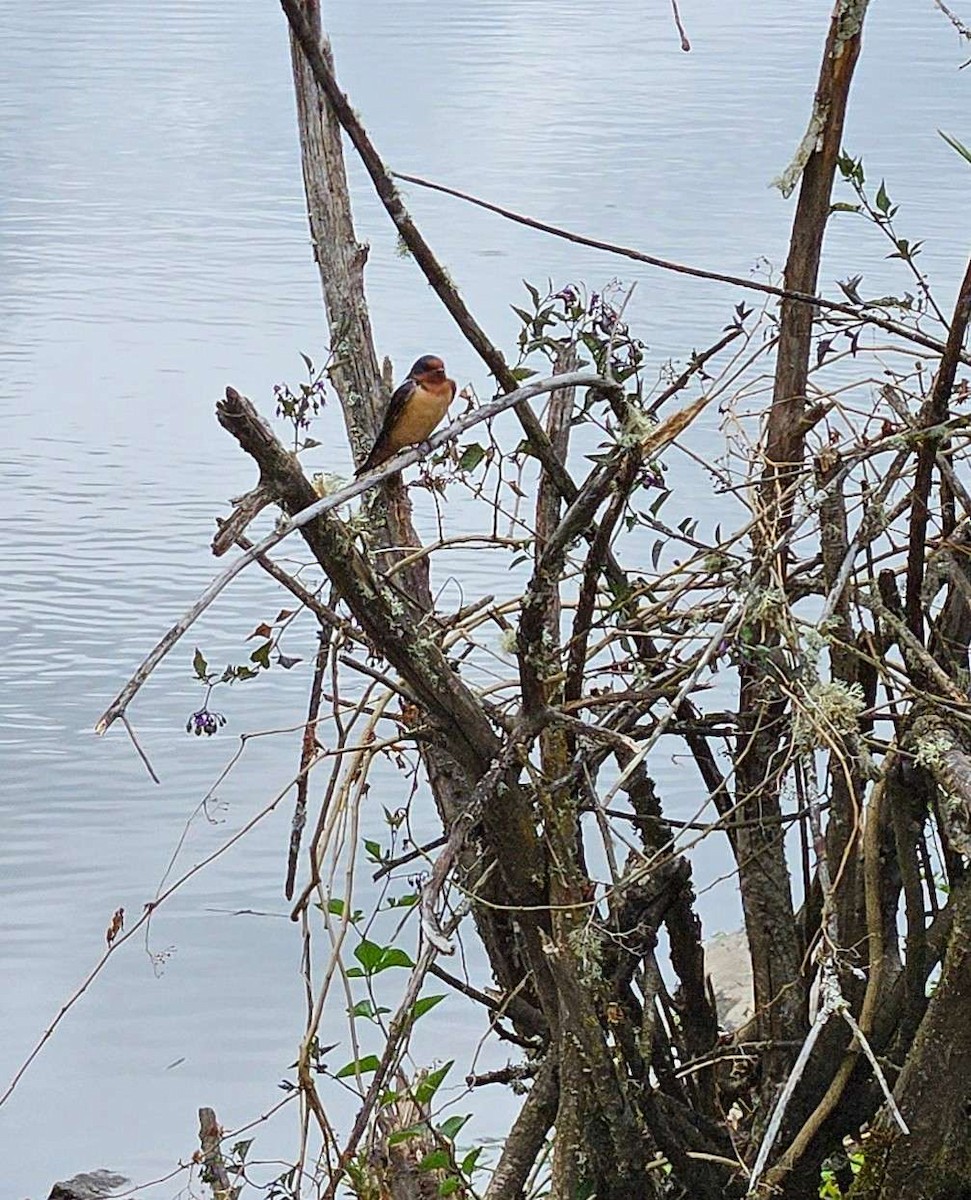 Barn Swallow - ML619852778