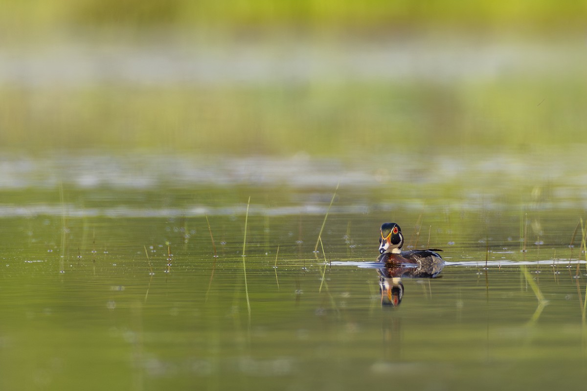 Wood Duck - ML619852779