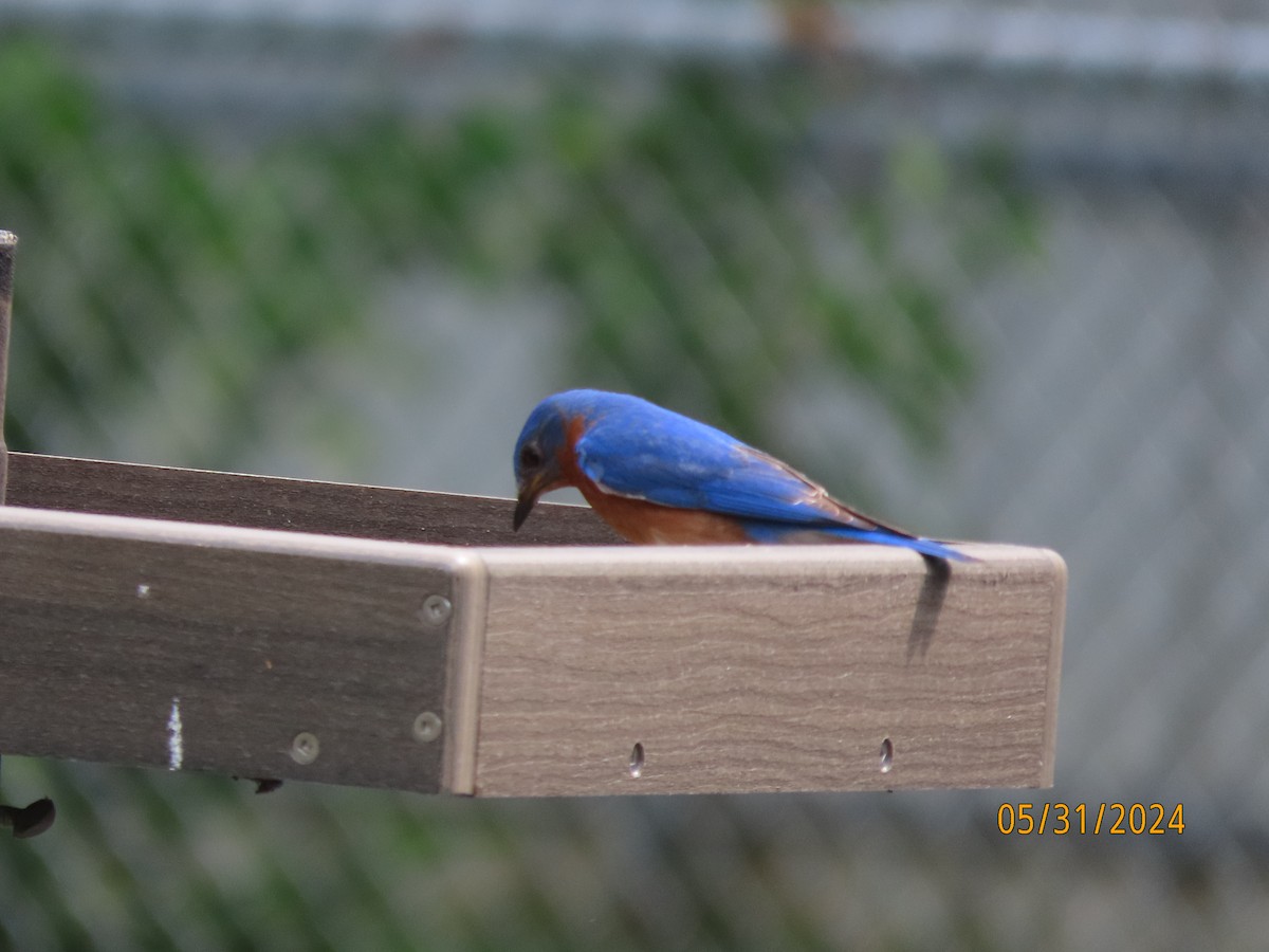 Eastern Bluebird - ML619852800