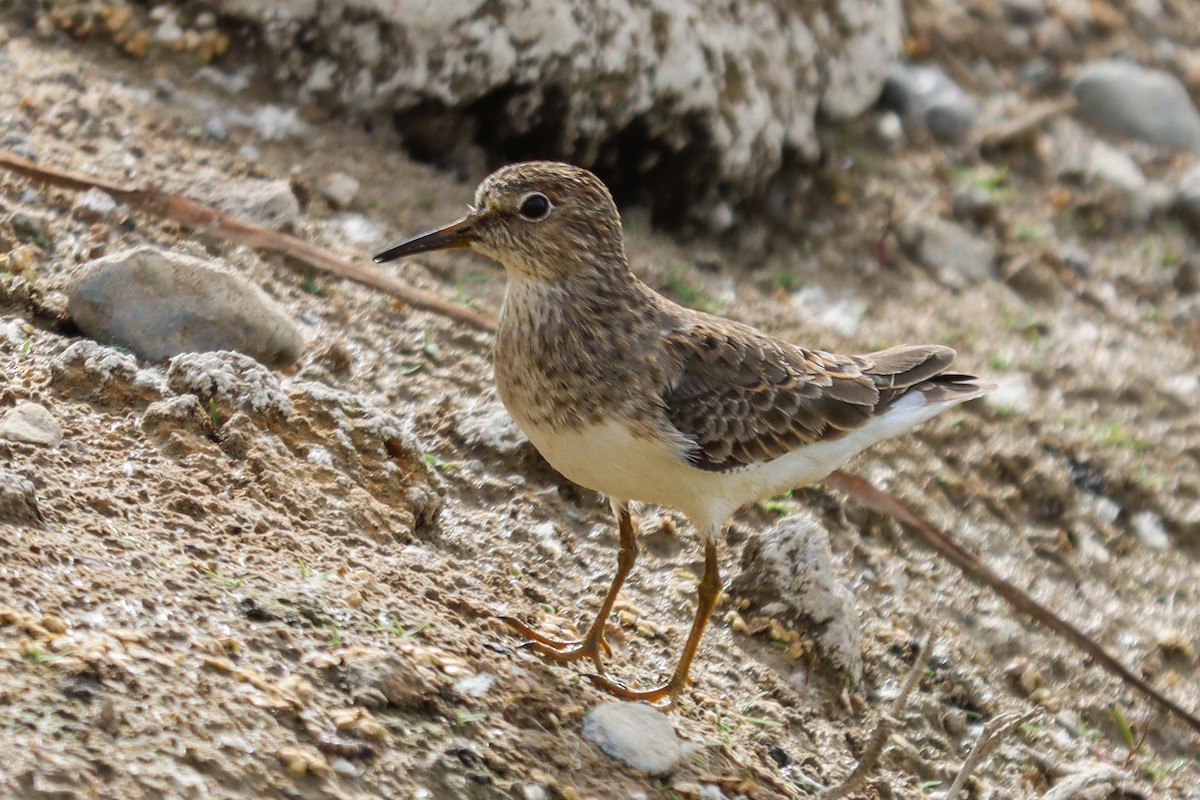 Temminck's Stint - ML619852813