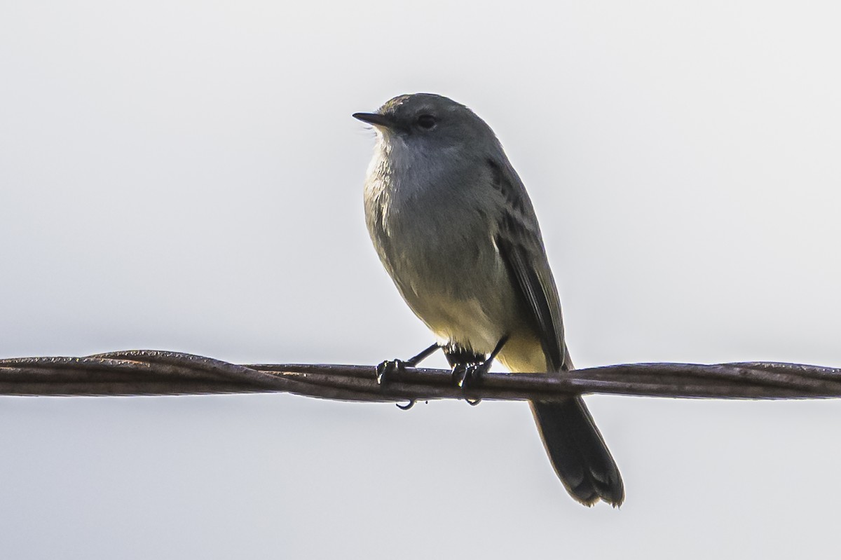 Sooty Tyrannulet - ML619852815