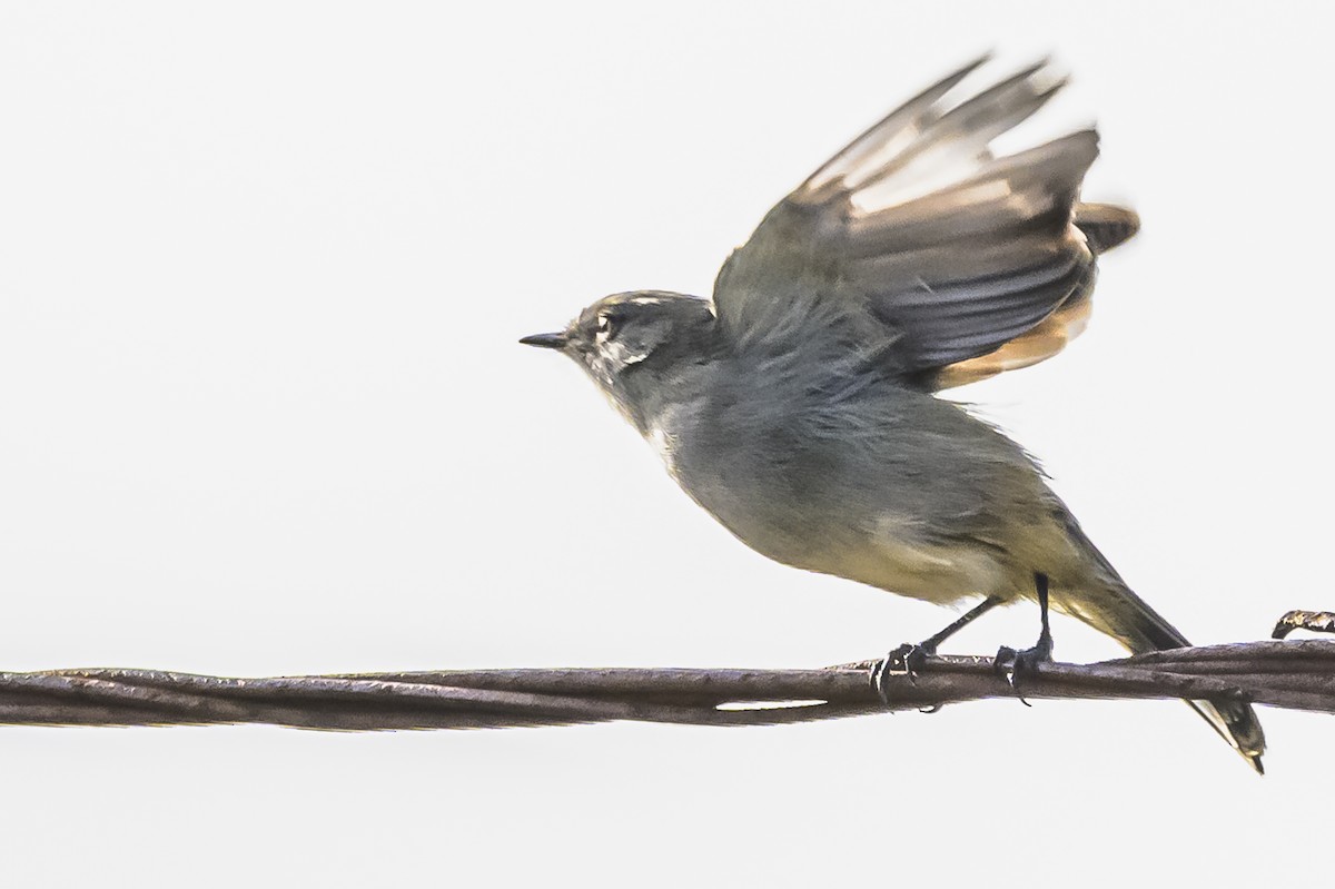 Sooty Tyrannulet - ML619852825