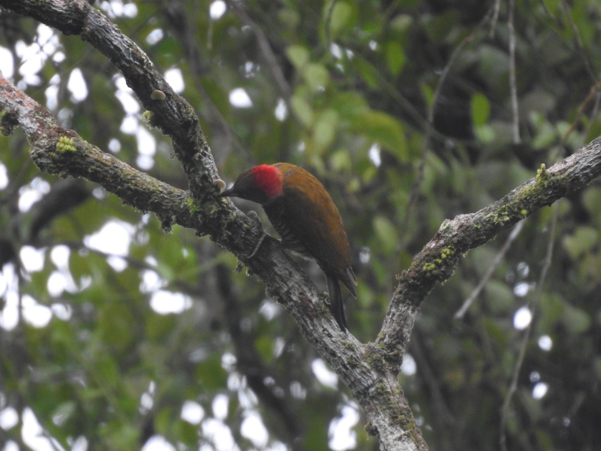 Rufous-winged Woodpecker - ML619852833