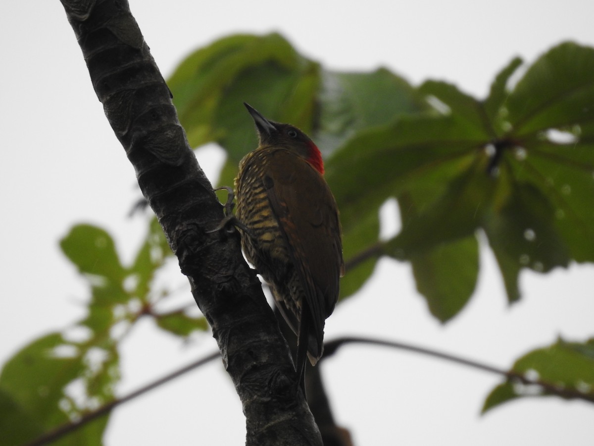 Rufous-winged Woodpecker - ML619852835