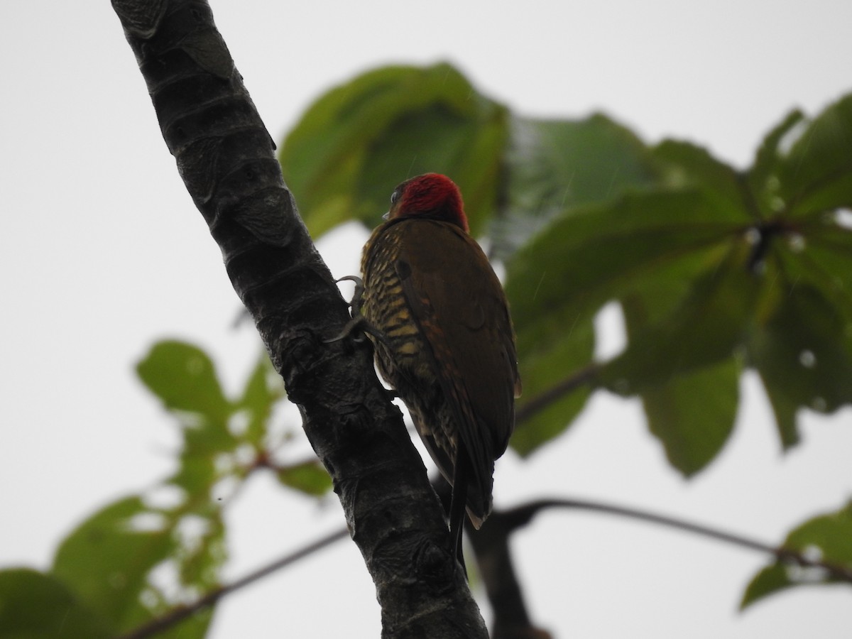 Rufous-winged Woodpecker - ML619852836