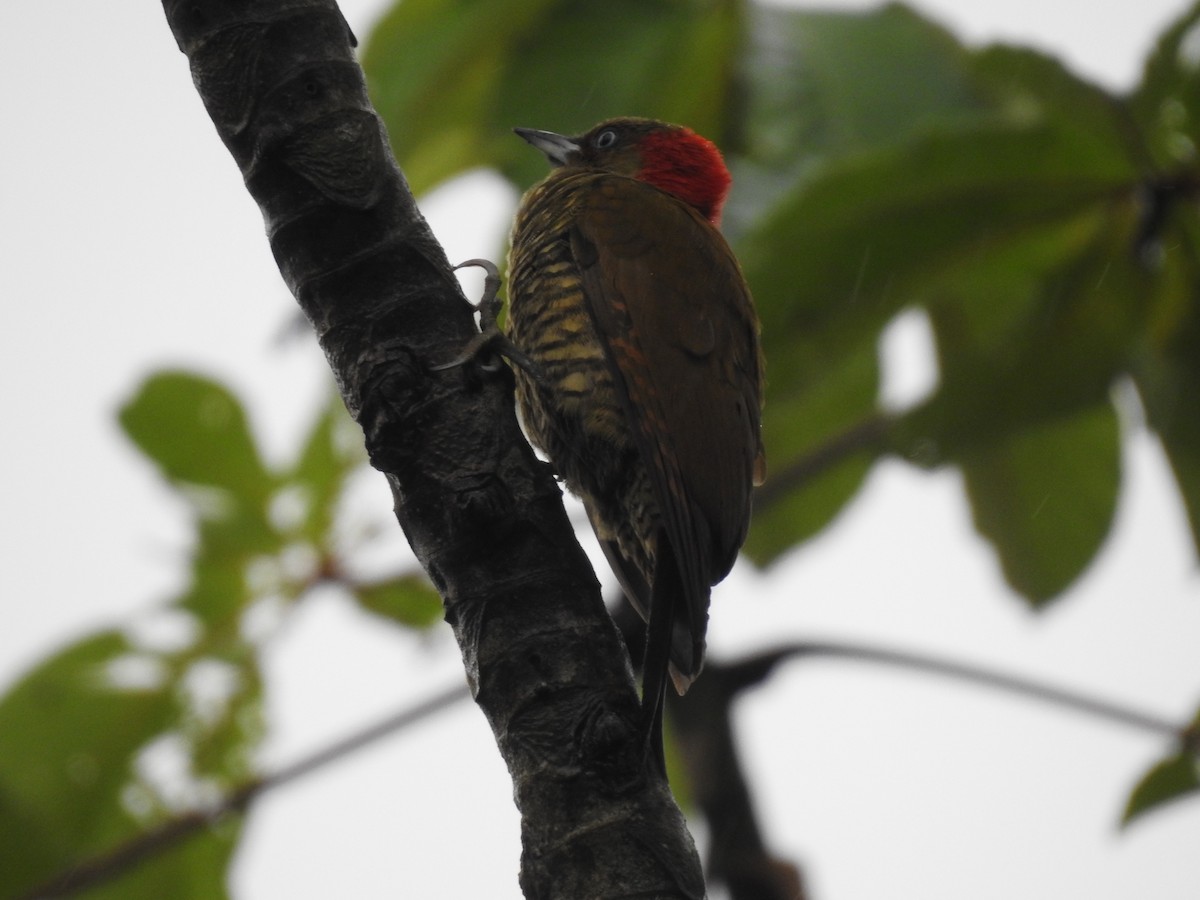 Rufous-winged Woodpecker - ML619852840