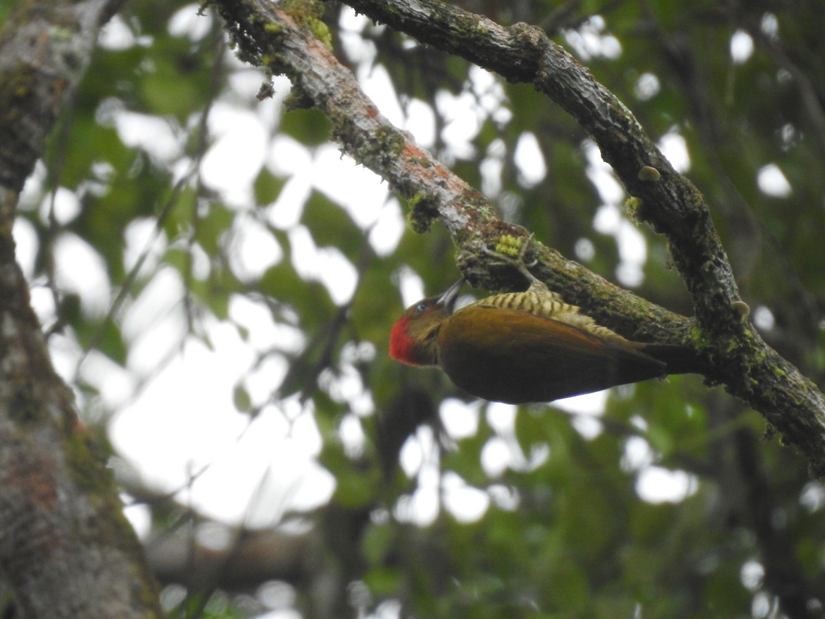 Rufous-winged Woodpecker - ML619852841