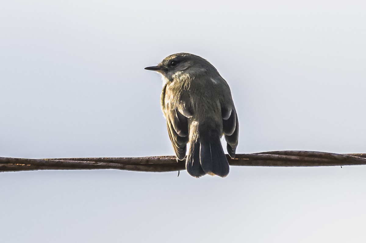 Sooty Tyrannulet - ML619852846