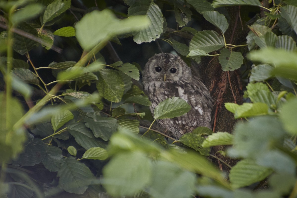 Tawny Owl - ML619852847