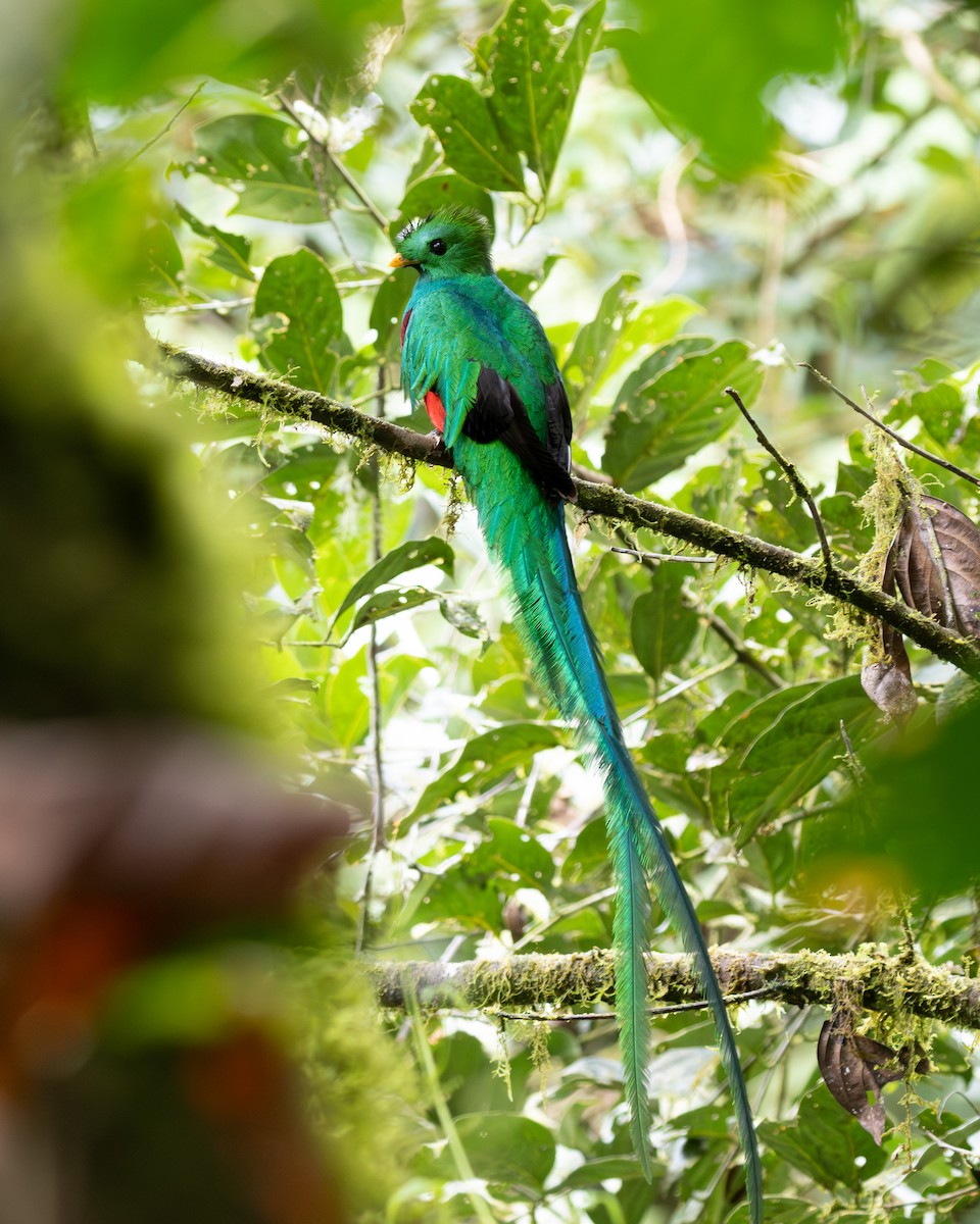 Quetzal resplendissant (costaricensis) - ML619852862