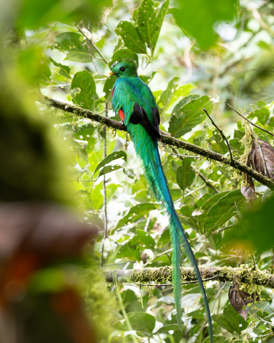 kvesal chocholatý (ssp. costaricensis) - ML619852862