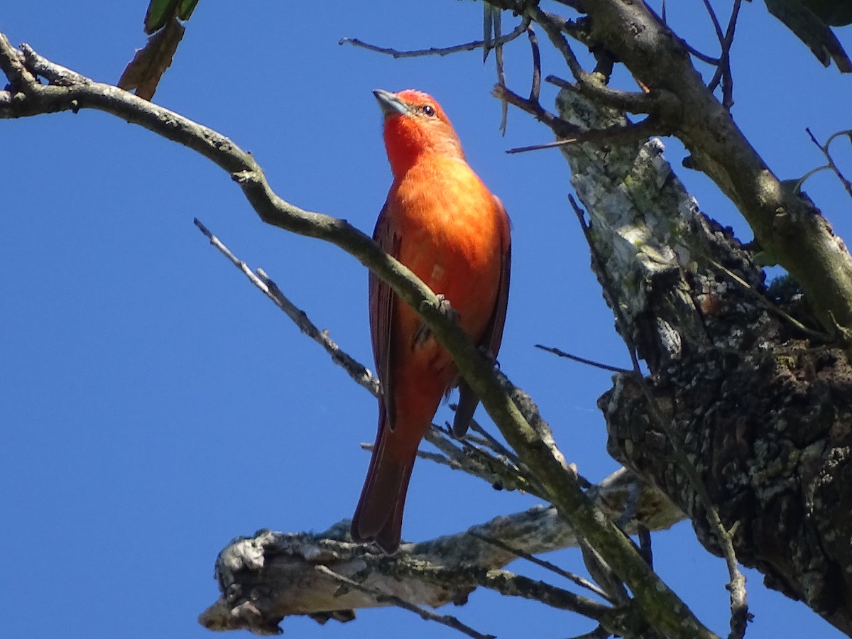 Hepatic Tanager - ML619852863