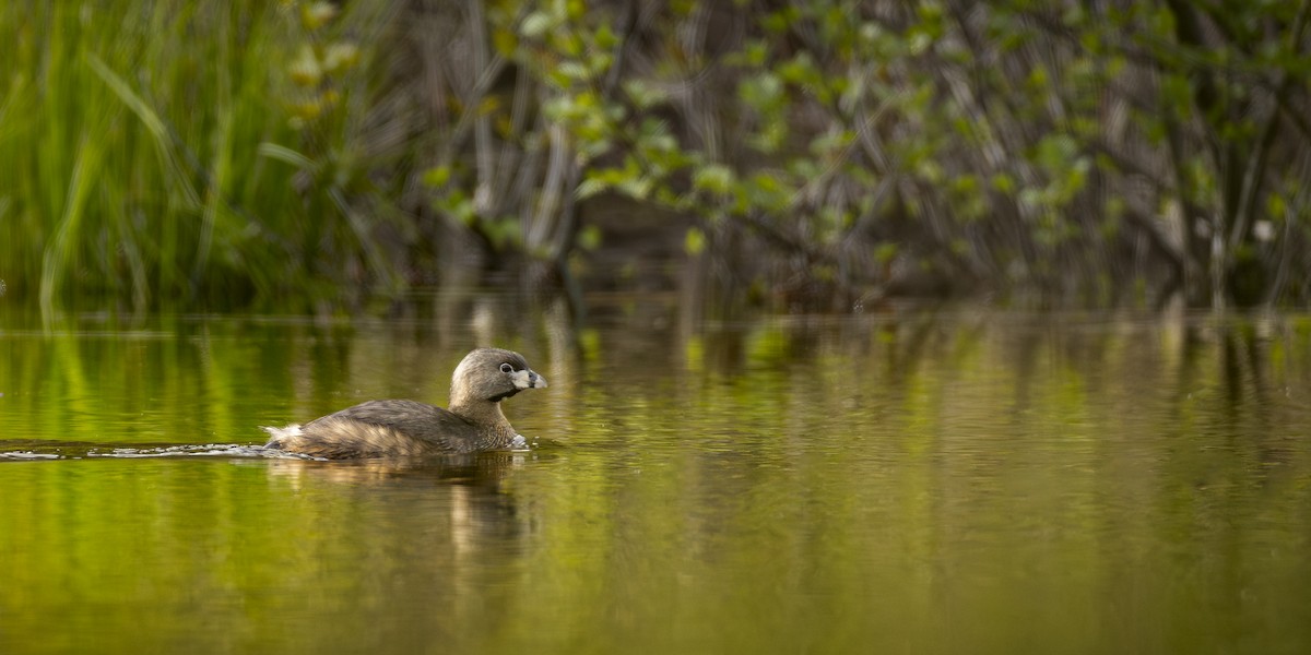Pied-billed Grebe - ML619852864