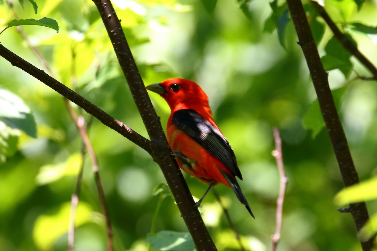 Scarlet Tanager - ML619852884