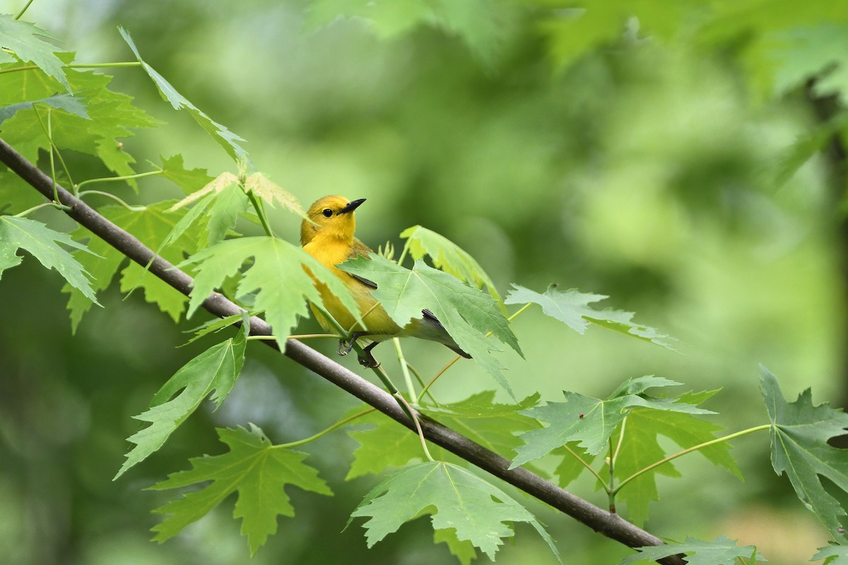 Prothonotary Warbler - ML619852886