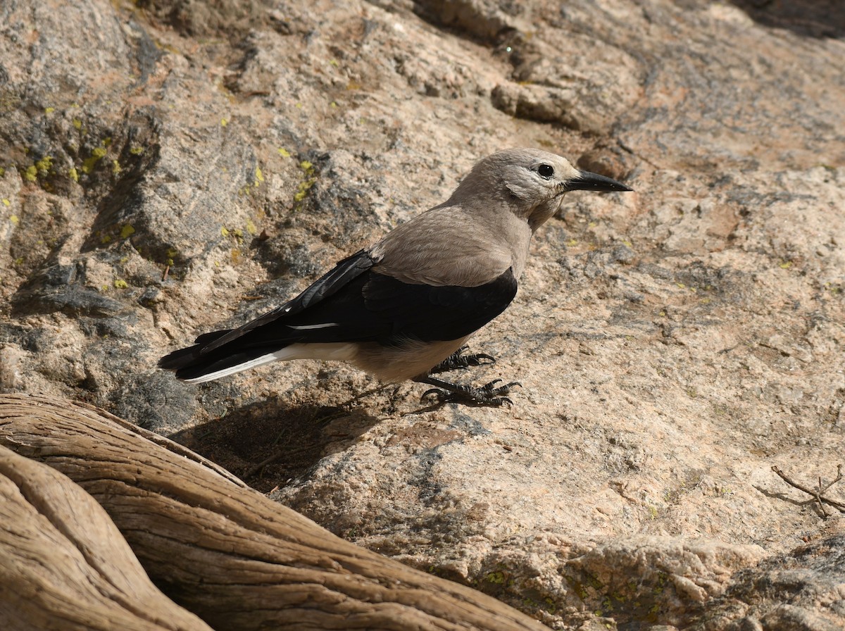 Clark's Nutcracker - ML619852910