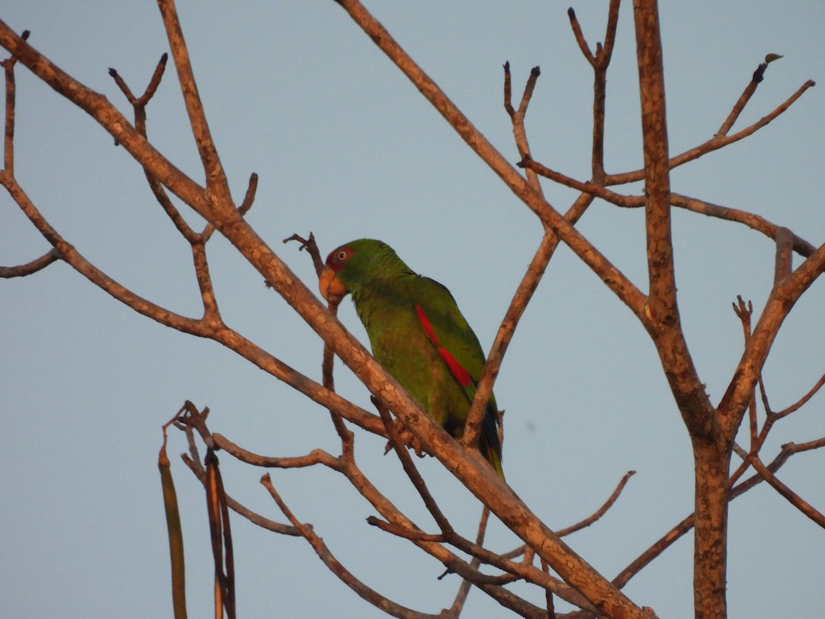 Red-lored Parrot - ML619852918