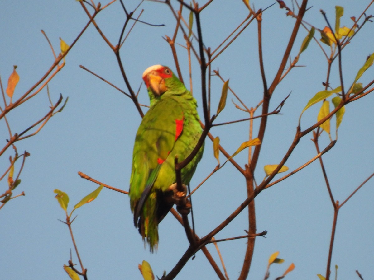 White-fronted Parrot - ML619852939
