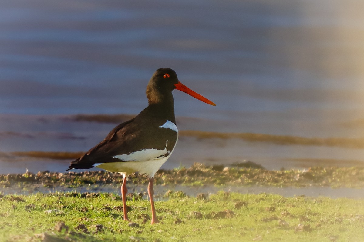 Eurasian Oystercatcher - ML619852982