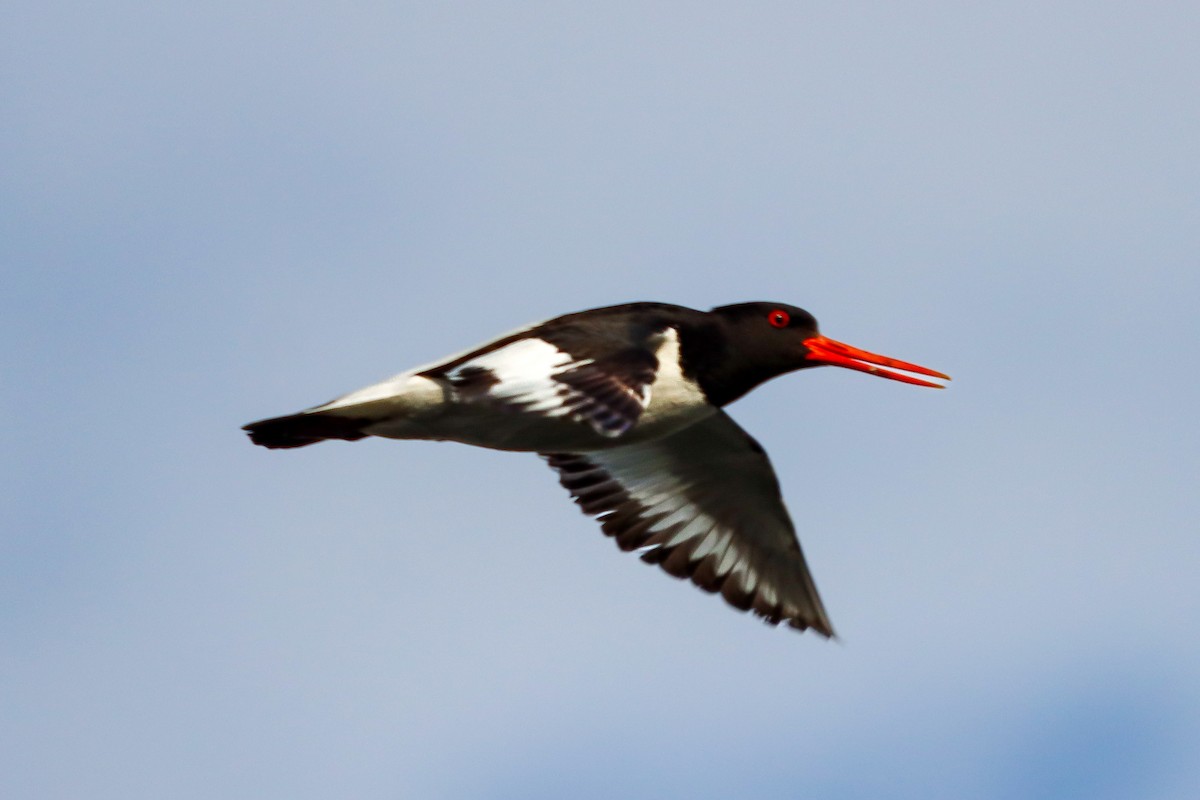 Eurasian Oystercatcher - ML619852983