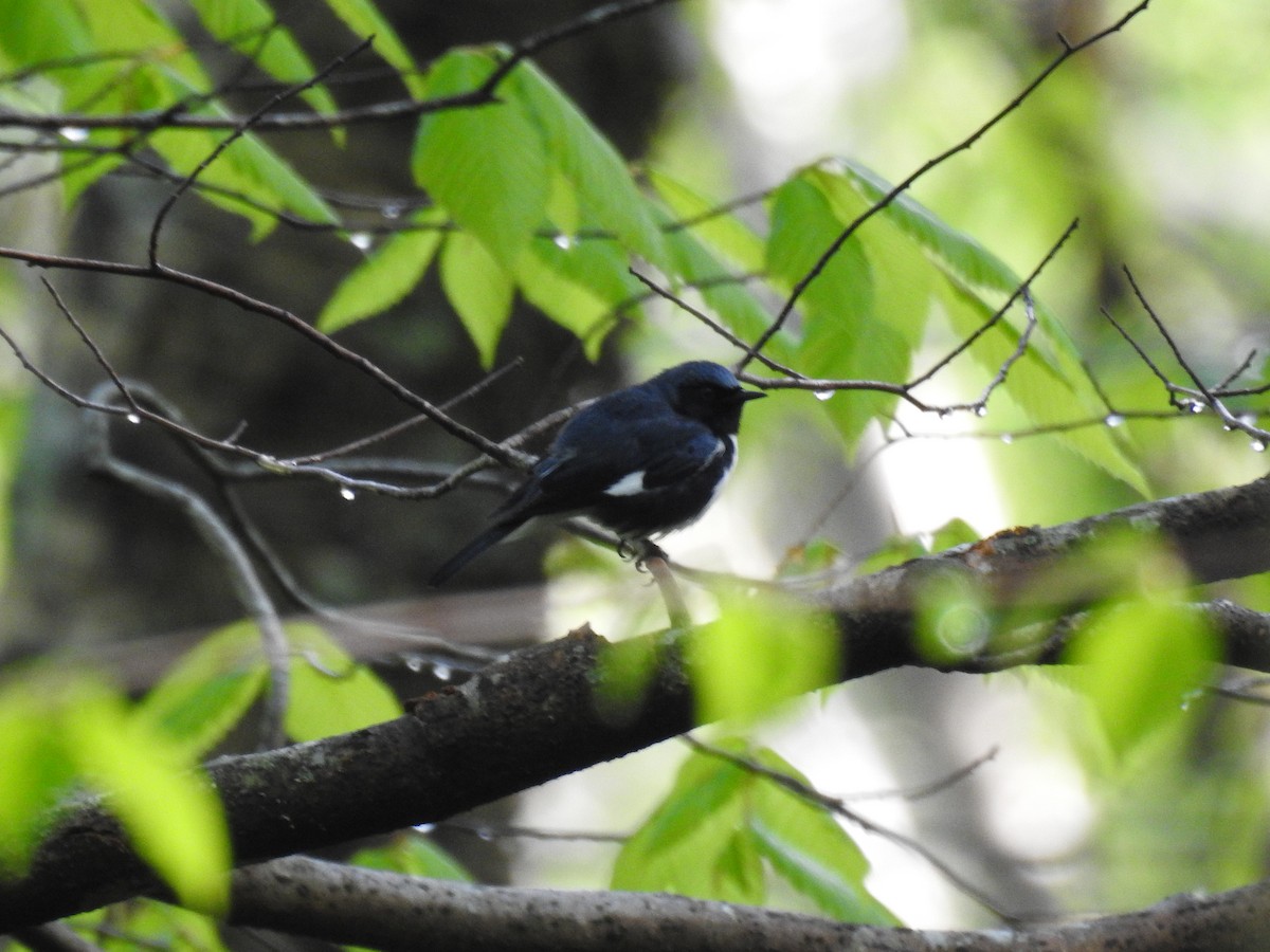 Black-throated Blue Warbler - ML619852987