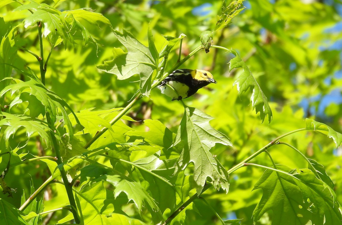 Black-throated Green Warbler - ML619852989