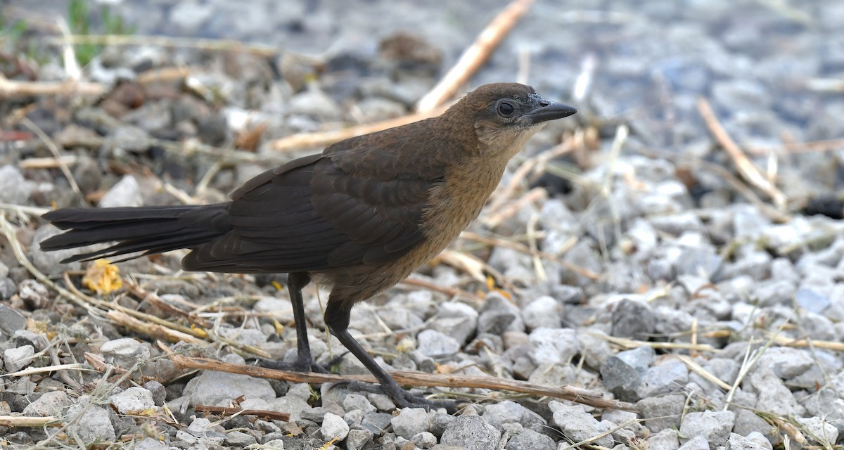 Great-tailed Grackle - ML619853038