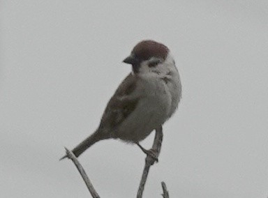 Eurasian Tree Sparrow - ML619853073