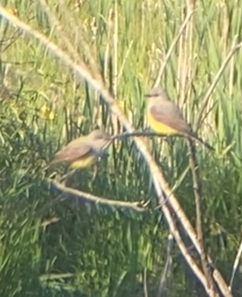 Western Kingbird - ML619853096