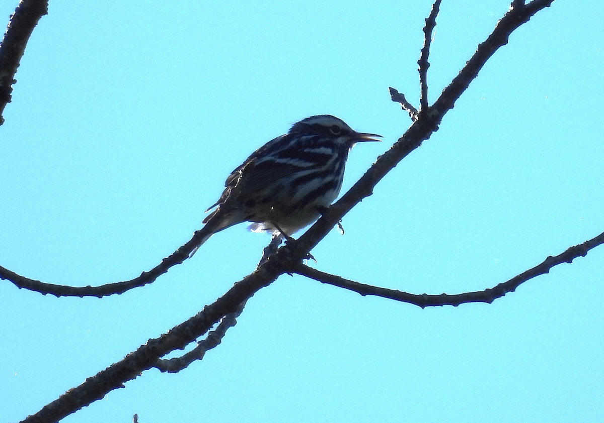 Black-and-white Warbler - ML619853120