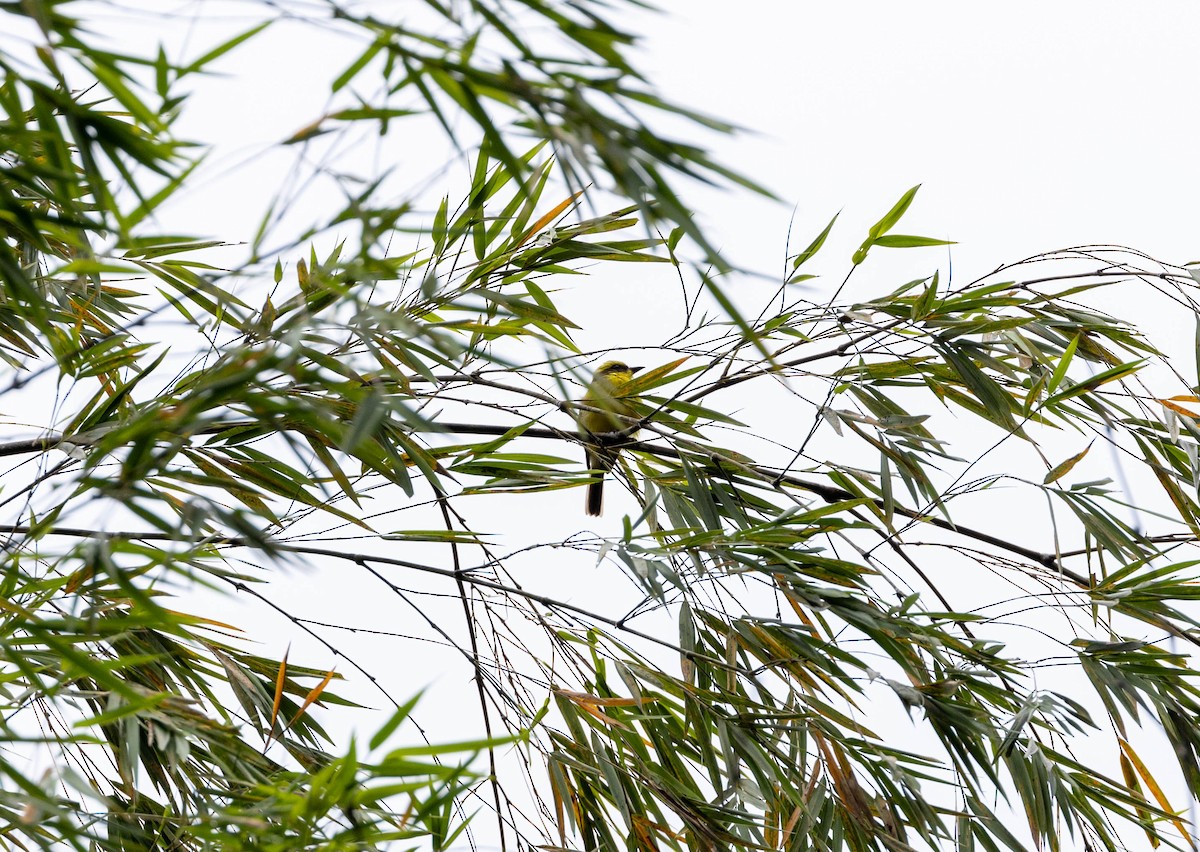 Lemon-browed Flycatcher - ML619853124