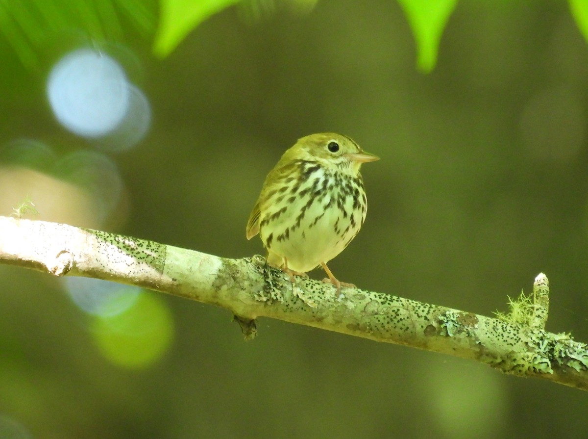 Ovenbird - Glenn Hodgkins