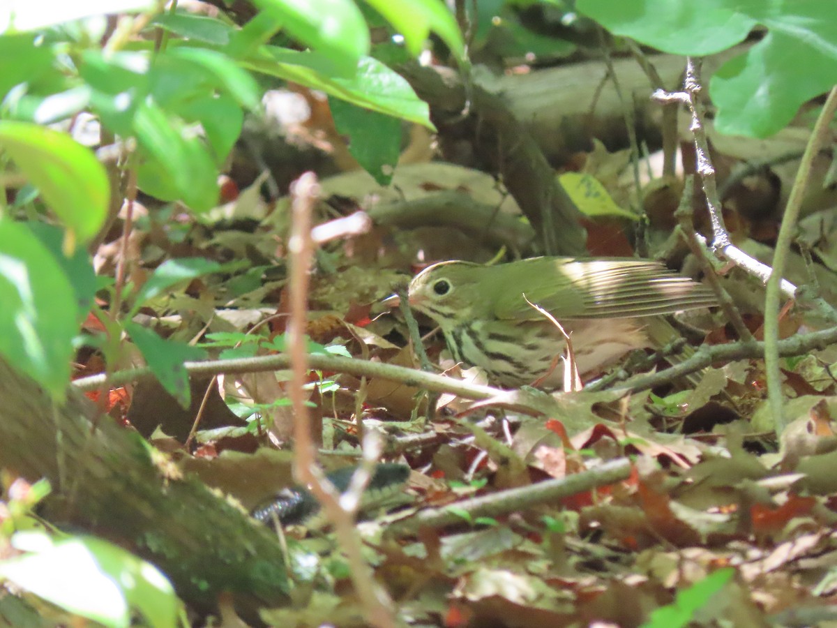 Ovenbird - ML619853131