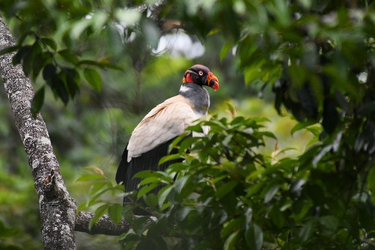 King Vulture - ML619853133