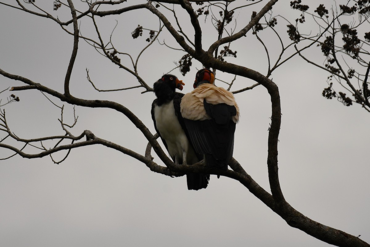 King Vulture - ML619853134