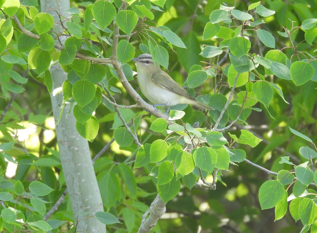 Kızıl Gözlü Vireo - ML619853139