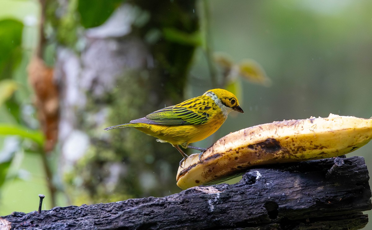 Silver-throated Tanager - ML619853156