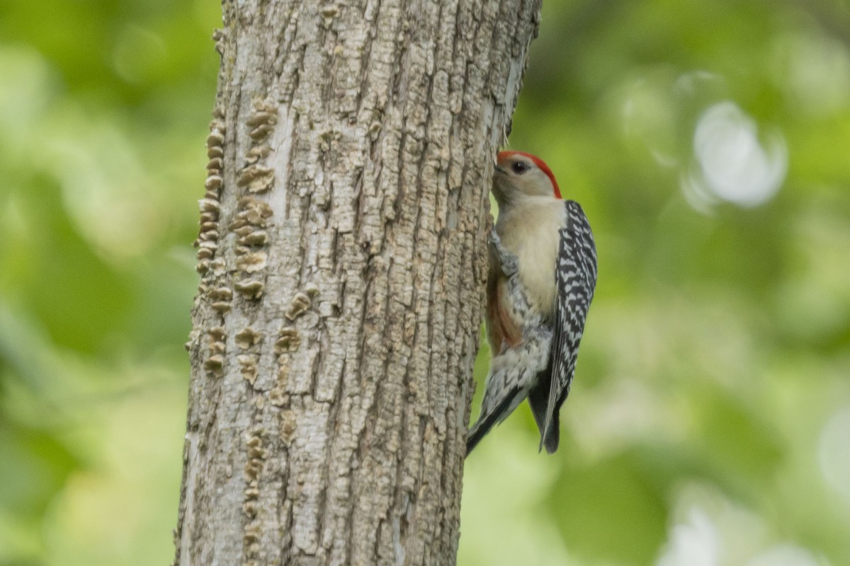 Red-bellied Woodpecker - ML619853157