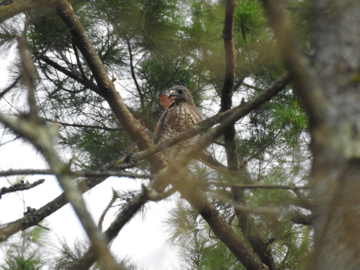 Broad-winged Hawk - ML619853158