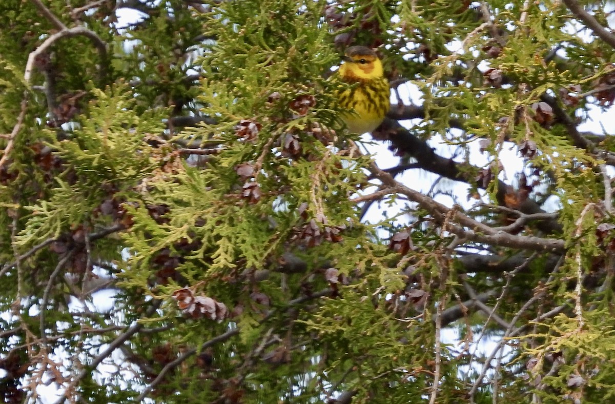 Cape May Warbler - Judith Ellyson